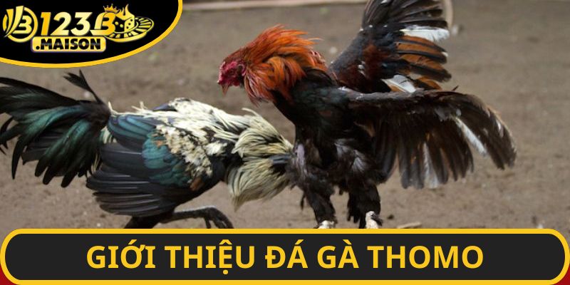 Đá gà Thomo  - Nền tảng uy tín hàng đầu Đông Nam Á